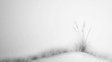 Minimalist monochrome landscape with delicate pampas grass, soft dunes, and ethereal light evokes peacefulness and natural beauty. photo