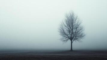 Solitary tree standing in a misty field, creating a serene and atmospheric landscape with a monochromatic color palette. photo