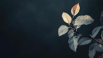 Leafy branch against dark backdrop, showcasing delicate leaf textures and subtle coloration. A study in natural light and shadow. photo
