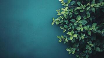 Green leaves contrast with a blue wall, creating a natural, calming aesthetic. A simple, beautiful composition. Serene background. photo