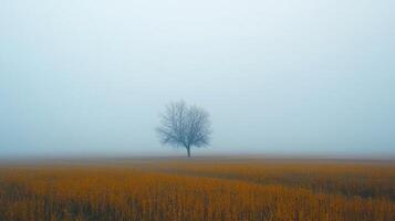 A lone tree stands in a field of golden grass, shrouded in a thick, ethereal fog, creating a serene and solitary scene. photo