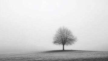 A solitary, leafless tree stands on a misty field, exuding stark beauty and serene isolation in a monochrome landscape, a study in quiet contemplation. photo