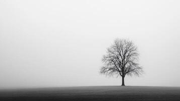 A solitary tree stands in a field, its bare branches reaching towards the foggy sky, creating a serene and minimalistic landscape. photo