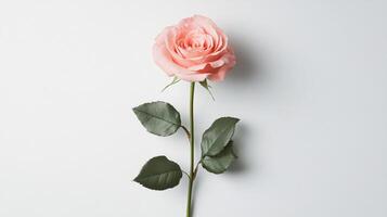Single pale pink rose, with green stem and leaves, isolated on white background, displaying soft texture and subtle color gradient photo