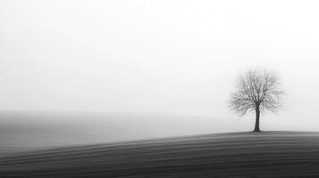 Solitary tree stands alone in vast, minimalist landscape. A monochrome symphony of nature's stark beauty in a tranquil field setting. photo