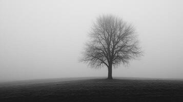 Monochrome landscape with a solitary, bare tree on a foggy field, evoking a sense of isolation and mystery in a minimalist composition. photo