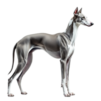 A greyhound is standing in front of a black background png
