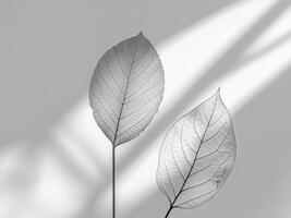 Structure of Monocot leaf and dicot leaf photo
