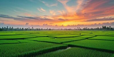 Golden Hour Over Lush Rice Fields with Sunset in the Background. photo