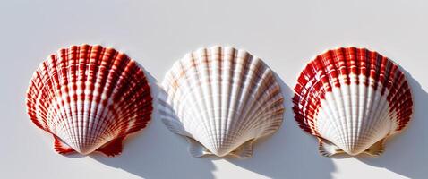 Three Red And White Scallop Shells Arranged In A Row. photo