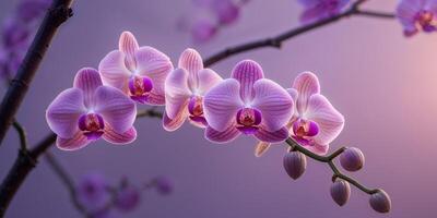 Pink orchids on a tree branch with soft purple light and copy space photo