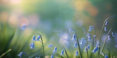 Gentle Bluebell Petals in Soft Natural Light with a Beautiful Background of Greenery photo