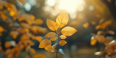 Bright golden leaves glisten in the warm sunlight during a serene autumn afternoon in the park photo