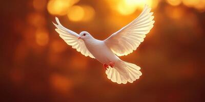 White dove in flight against a warm sunset backdrop illuminating its feathers photo