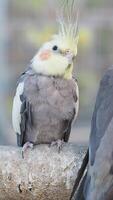 Beautiful cockatiel perched on a branch in a calm setting video