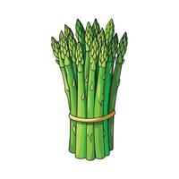Bundle of Asparagus Spears with Sharp Tips vector