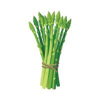 Elegant Bundle of Asparagus Spears with Sharp Tips vector