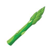 Asparagus Spear with Tapered Tip Illustration vector
