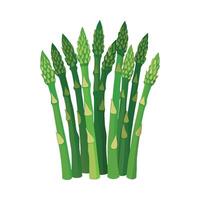 Stylish Asparagus Spears with Tall Slim Form vector