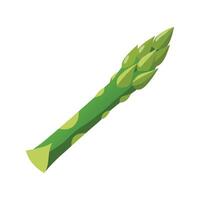 Stylish Asparagus Spear with Tapered Tip. vector