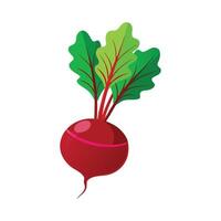 Flat Icon of Beetroot with Bright Green Tops vector