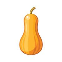 Stylish Butternut Squash with Long Curved Neck. vector