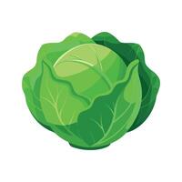 Elegant Cabbage with Dewy Leaves vector