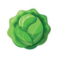 Flat Icon of Cabbage with Dewy Leaves vector
