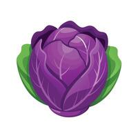 Cabbage with Purple Outer Leaves Illustration vector