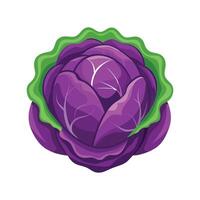 Stylish Cabbage with Purple Outer Leaves vector