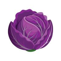 Elegant Cabbage with Purple Outer Leaves vector