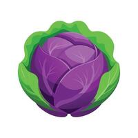 Flat Icon of Cabbage with Purple Outer Leaves vector