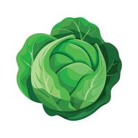 Flat Icon of Cabbage with Rolled Edges vector
