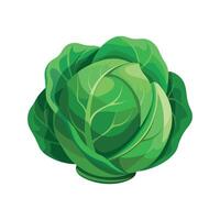 Cabbage with Rolled Edges Illustration vector