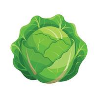 Elegant Cabbage with Round Firm Head vector
