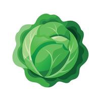 Cabbage with Tight Layered Leaves vector