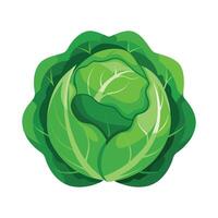 Stylish Cabbage with Tight Layered Leaves vector