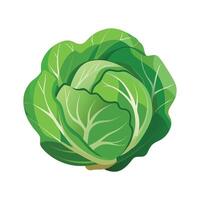 Flat Icon of Cabbage with Round Firm Head vector