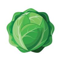 Elegant Cabbage with Tight Layered Leaves vector