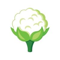 Cauliflower Floret with Textured Surface vector