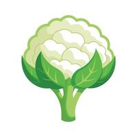 Elegant Cauliflower Floret with Textured Surface vector