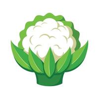 Cauliflower with Textured Florets Illustration vector