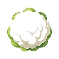 Stylish Cauliflower with Fluffy White Florets vector