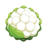 Flat Icon of Cauliflower with Fluffy White Florets vector