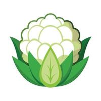 Stylish Cauliflower with Textured Florets vector