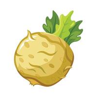 Celery Root with Rough Texture Illustration vector