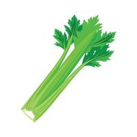 Stylish Celery Stalk with Crisp Texture vector