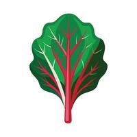 Chard Leaf with Bright Stems Illustration vector