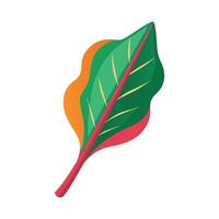 Elegant Chard Leaf with Colorful Stems vector