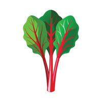 Stylish Chard with Bright Red Stems vector